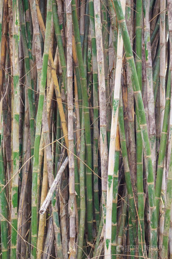 森林中的竹茎图案。