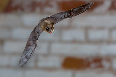 雄性琵琶蝙蝠PipistrellusPipistrellus关闭。 在白砖墙的背景下飞翔