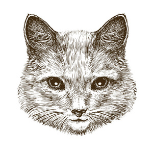 猫宠物动物素描. 白色背景中分离的老式矢量插图照片