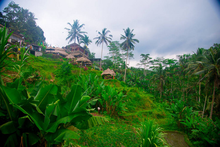 印度尼西亚巴厘岛的稻田。 巴厘岛是一个印度尼西亚岛屿，被称为旅游目的地。 在巴厘岛，水稻收获季节一年来三次。