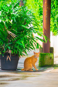印度尼西亚杰克塔市街上的一只流浪猫。 雅加达是印度尼西亚岛屿上最大和主要的城市。