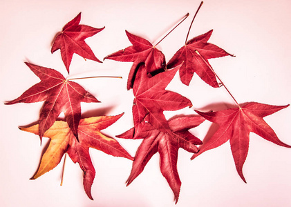白色背景上的红色枫叶。 秋天的到来。 概念季节。