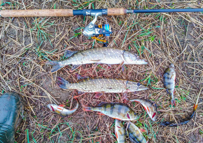 栖息在木头上的鱼