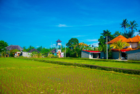 印度尼西亚巴厘岛的稻田。 巴厘岛是一个印度尼西亚岛屿，被称为旅游目的地。 在巴厘岛，水稻收获季节一年来三次。