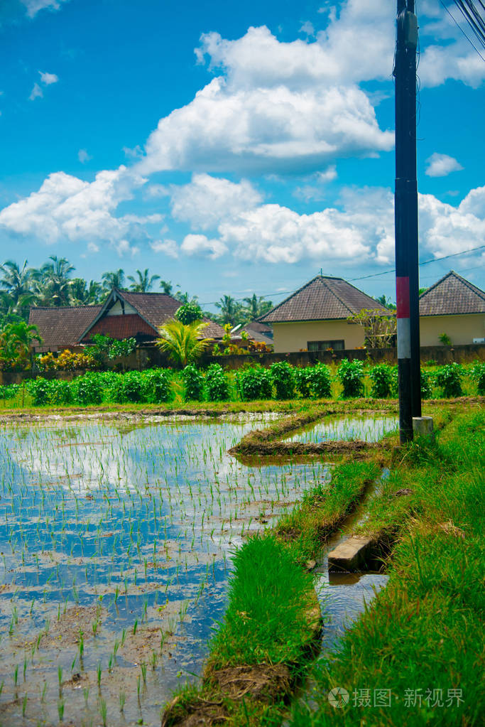 印度尼西亚巴厘岛的稻田.