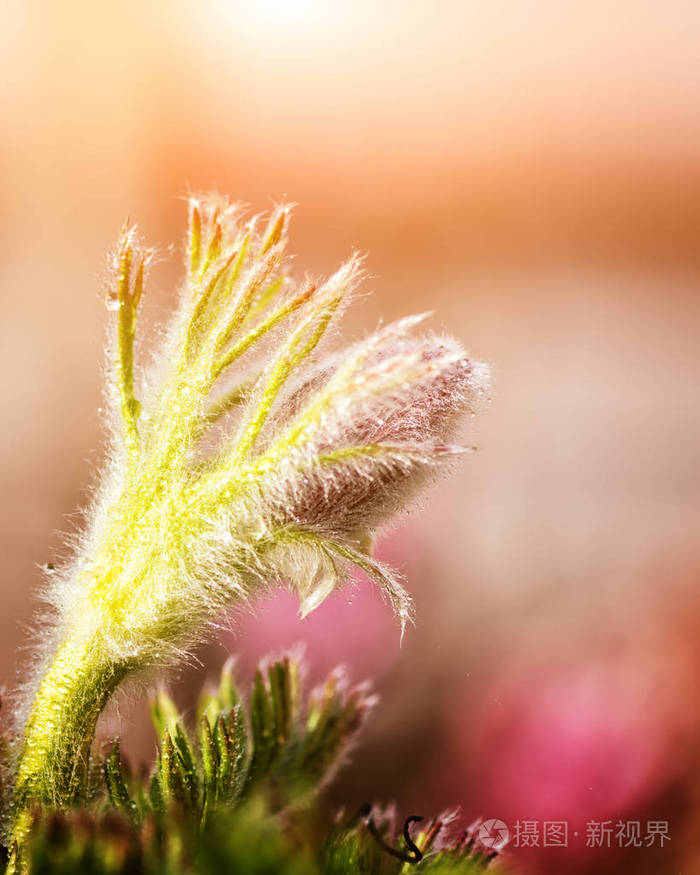 阳光下的花芽，晨露自然垂直背景