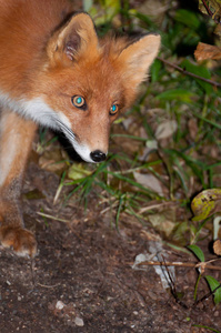 红狐外阴是真正的狐狸中最大的，也是食肉动物中分布最广泛的成员之一。 4.眼睛泛着蓝色的光