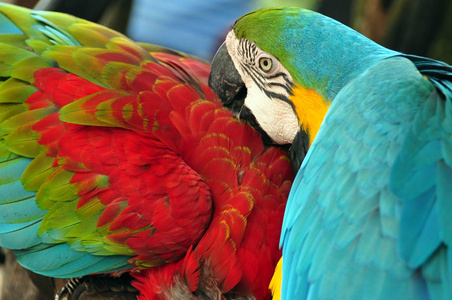 热带五彩斑斓的大爪鸟在野外看到蓝黄两色的大爪和绿翅大爪