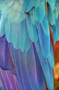 热带鹦鹉的多色羽毛，紫蓝两种颜色的爪鸟美丽的彩色羽毛