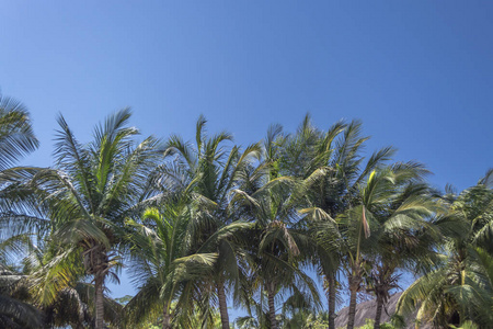 在安哥拉穆苏洛卢南达岛的棕榈树上观看...