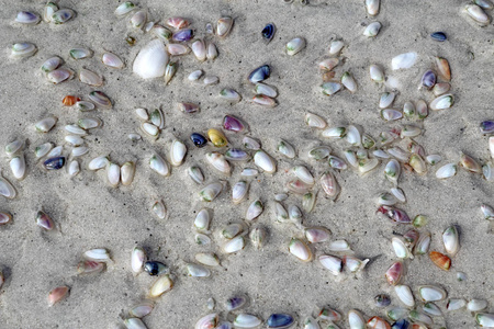 在佛罗里达州萨尼贝尔岛灯塔海滩的潮湿的沙滩上挖掘活的科奎纳或豆蛤Donaxvariabilis