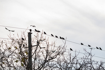 秋季电线上的黑乌鸦图片