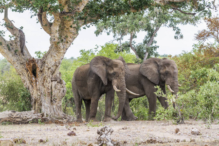  Specie Loxodonta africana family of Elephantidae