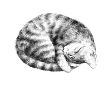 一只铅笔动物素描铅笔画一只睡猫,可爱的宠物条纹猫照片