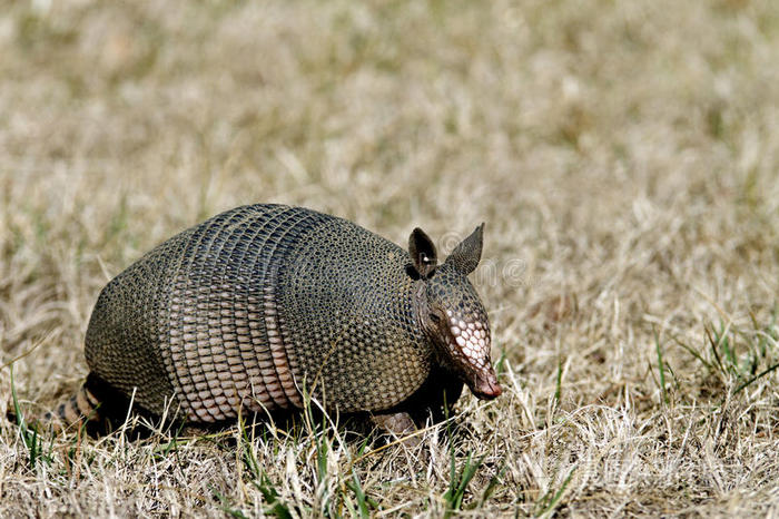 右侧草地上的犰狳