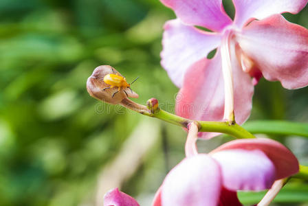 兰花上的黄甲虫