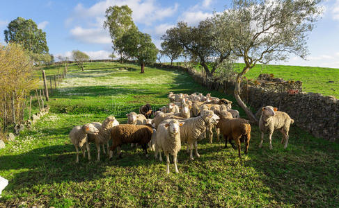 成群的白羊在吃草