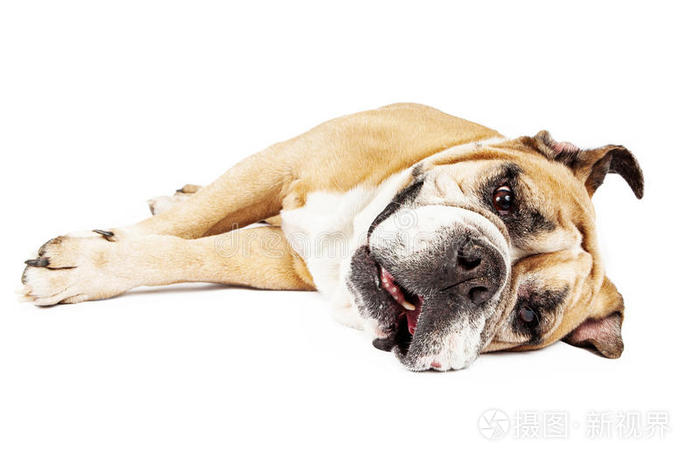侧卧斗牛犬