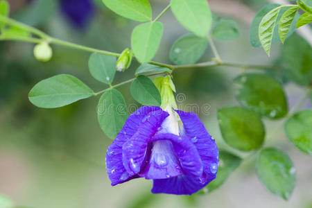 大豆花素材图片 大豆花图片素材下载 摄图新视界