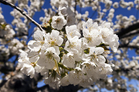 樱桃树花。