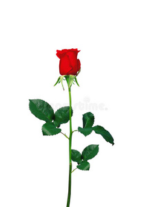 红玫瑰特写白色隔离