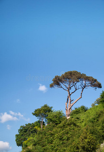 苍松翠柏