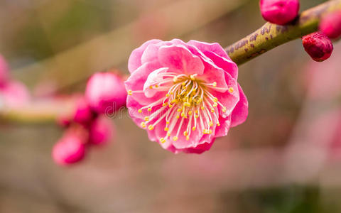 春暖花开