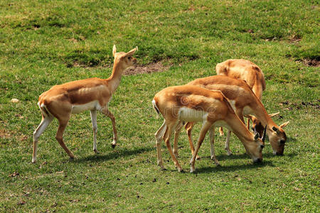 野生鹿在自然鹿吃草小鹿在户外公园里, 喂孩子, 一只鹿拿出孩子手中的