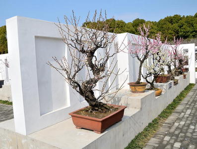 粉红色 盛开 梅子 盆景 问候语 蜂蜜 美丽的 蜜蜂 特写镜头