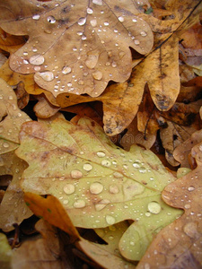 树叶和水滴图片