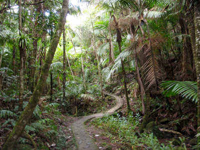 热带雨林中的弯道