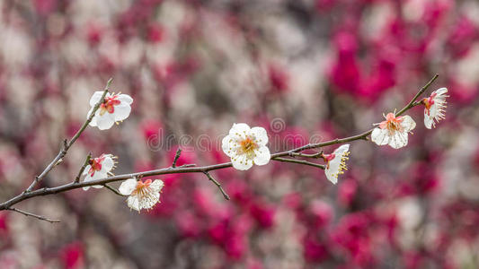 春暖花开图片