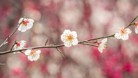 春暖花开图片