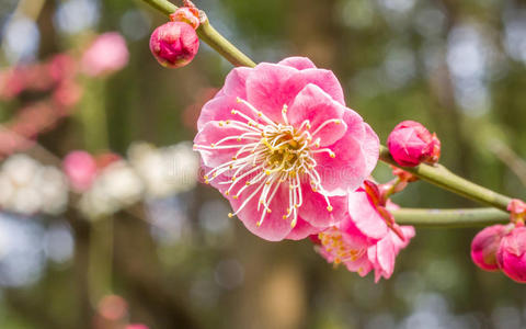 春暖花开