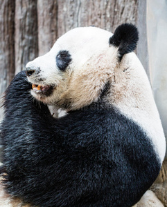 松弛的毛皮熊猫照片