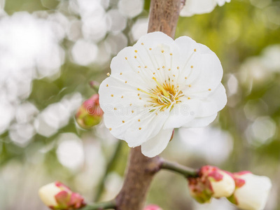 春暖花开