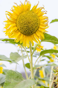 太阳花特写