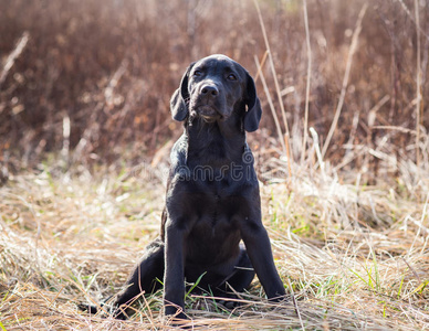 一只年轻的黑色拉布拉多小狗的肖像