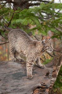 山猫小猫lynx rufus准备突袭