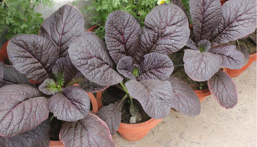 不可分割性红芥末照片