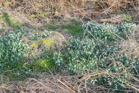 野生地区常见的雪花莲