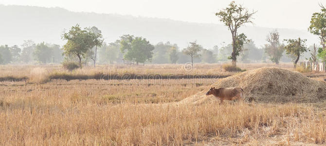 泰国农村农场上吃干草的棕牛