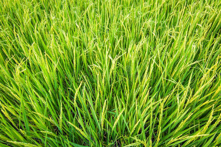 稻田水稻绿穗病