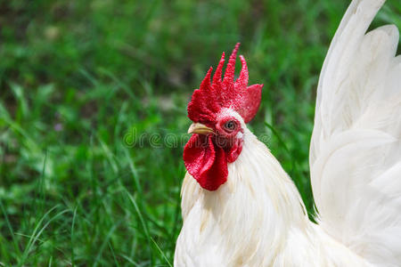 白公鸡画像照片