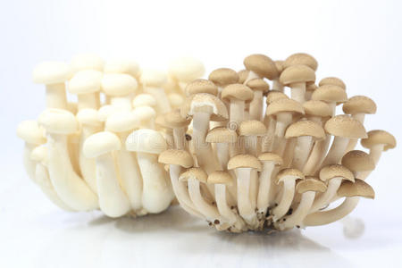 石梅记蘑菇