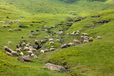 小山 自然 美丽的 羊毛 牧羊人 国家 母羊 动物 牲畜