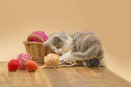 一只可爱的小猫在玩线球. 可爱的灰色漂亮小猫的肖像.