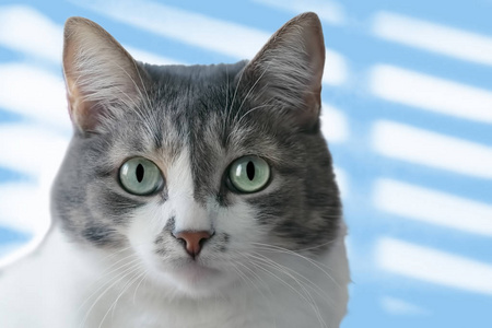 一只灰白色的猫, 大眼睛的浅绿色看着镜头。自然采光下宠物特写镜头的肖像。柔和柔和的色调背景