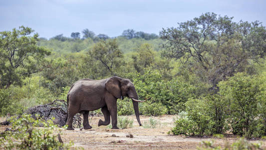  Specie Loxodonta africana family of Elephantidae