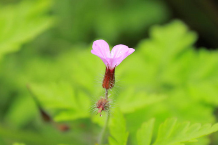 来自夏季花卉的背景。 电话里的背景花。 乌克兰西部的性质。 来自花朵的自然装饰。